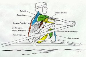 Rowing Machine Muscles Used Catch