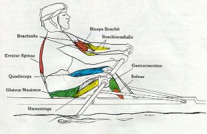 Rowing Machine Muscles Used [Complete Breakdown] • Rowing Machine King