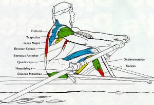 Rowing Machine Muscles Used [Complete Breakdown] • Rowing Machine King