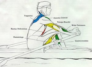 Rowing Machine Muscles Used [Complete Breakdown] • Rowing Machine King