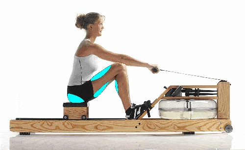 Rowing Machine Butt Muscles