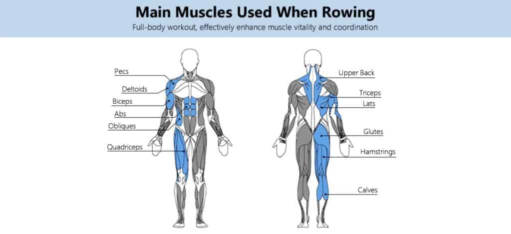 Rowing Machine Muscles Used