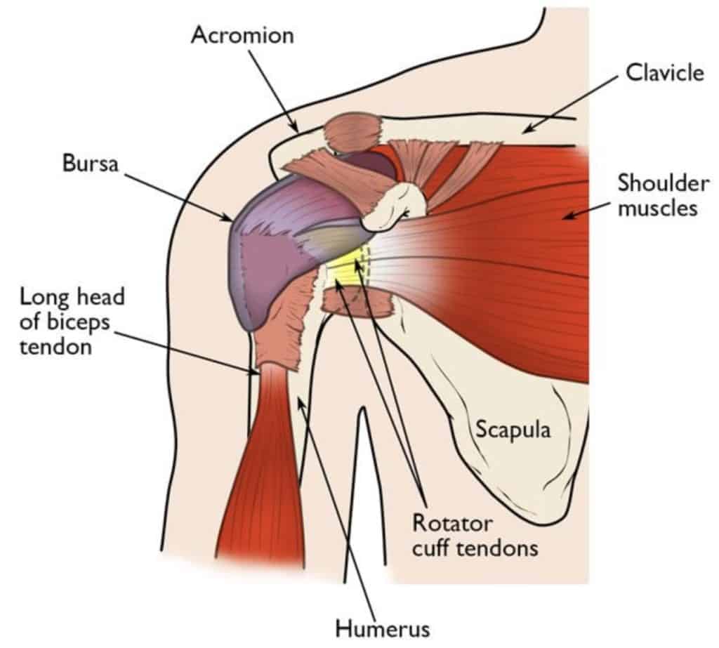 Shoulder Diagram for Pain