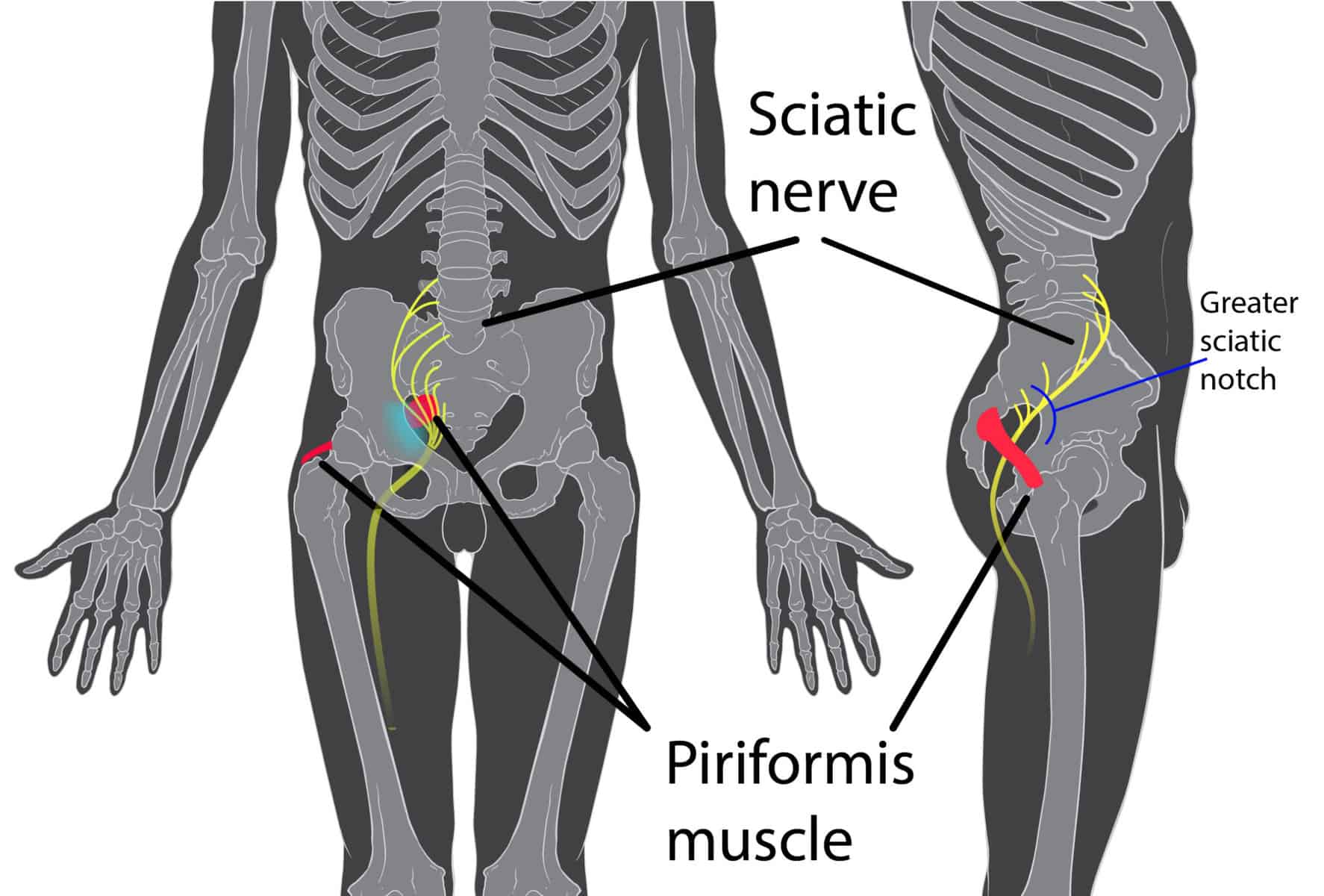 Sciatic Nerve and Piriformis Muscle - Rowing Machine King