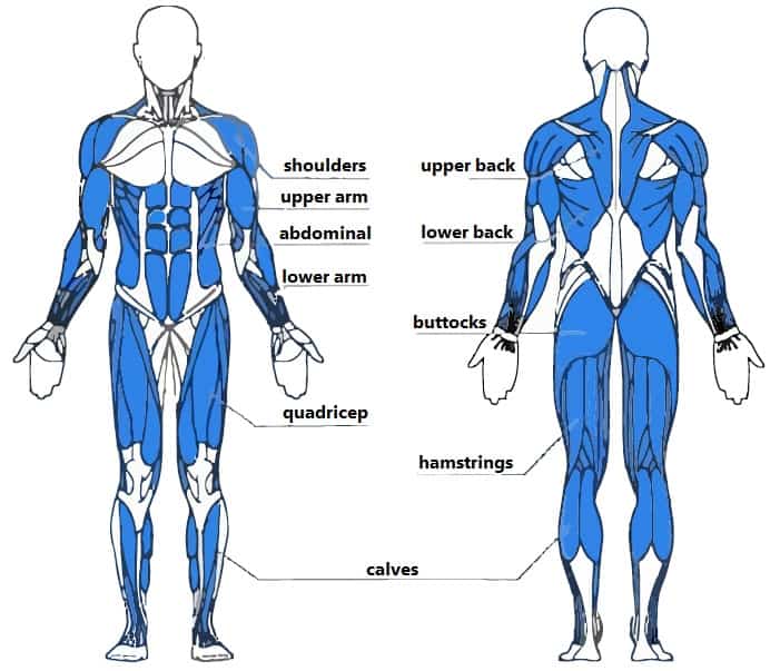 An anatomy chart illustrating the muscles that are used when exercising on a rowing machine.